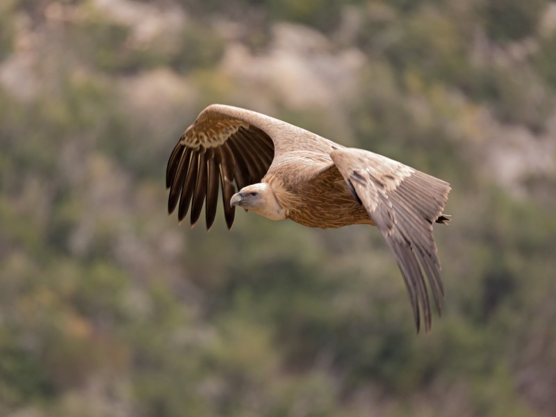 Gyps Fulvus