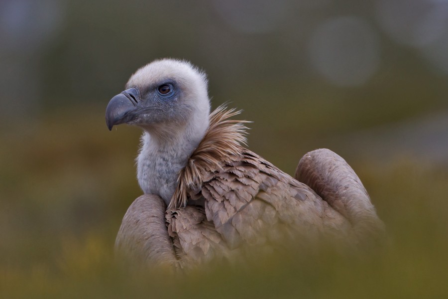 Gyps fulvus 3