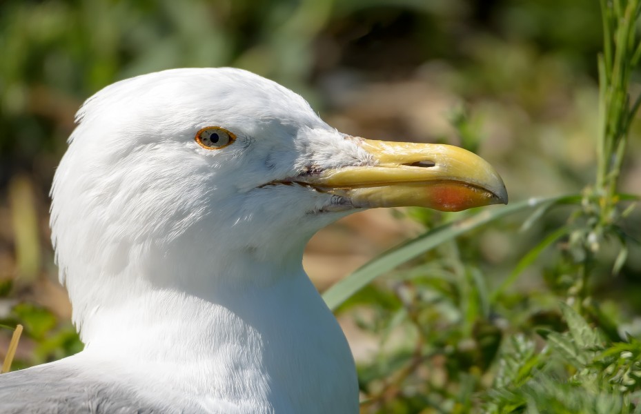 Hõbekajakas - European herring gull - Larus argentatus (1) copy