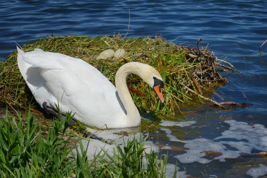 Höckerschwan mit Nest, Cygnus olor, nests with eggs 13