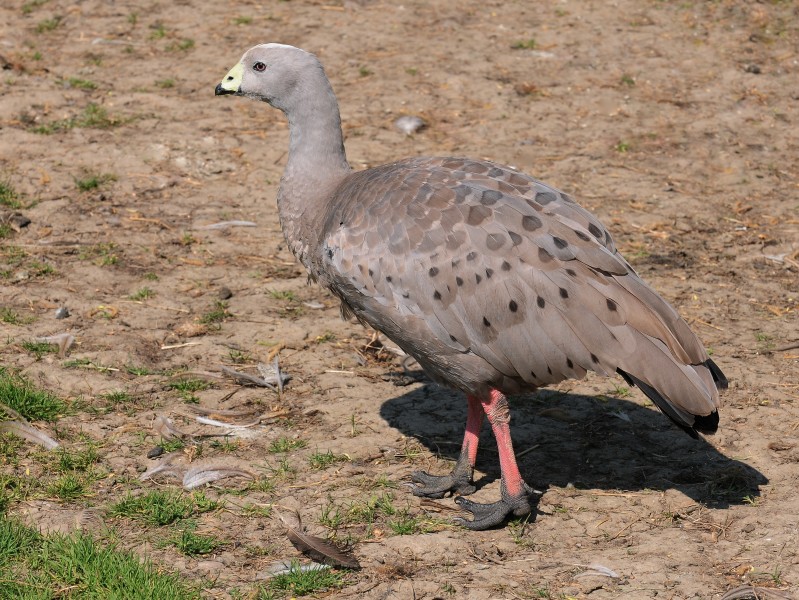 Hühnergans, Cereopsis novaehollandiae