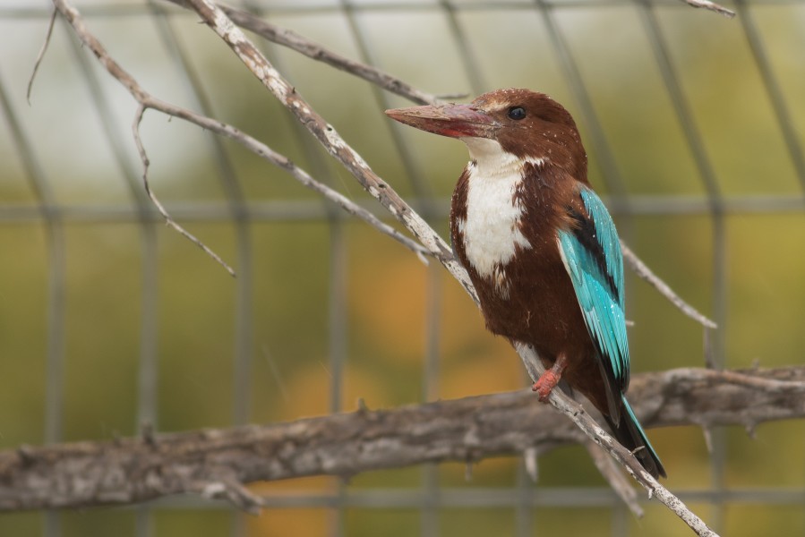 Halcyon smyrnensis in Israel