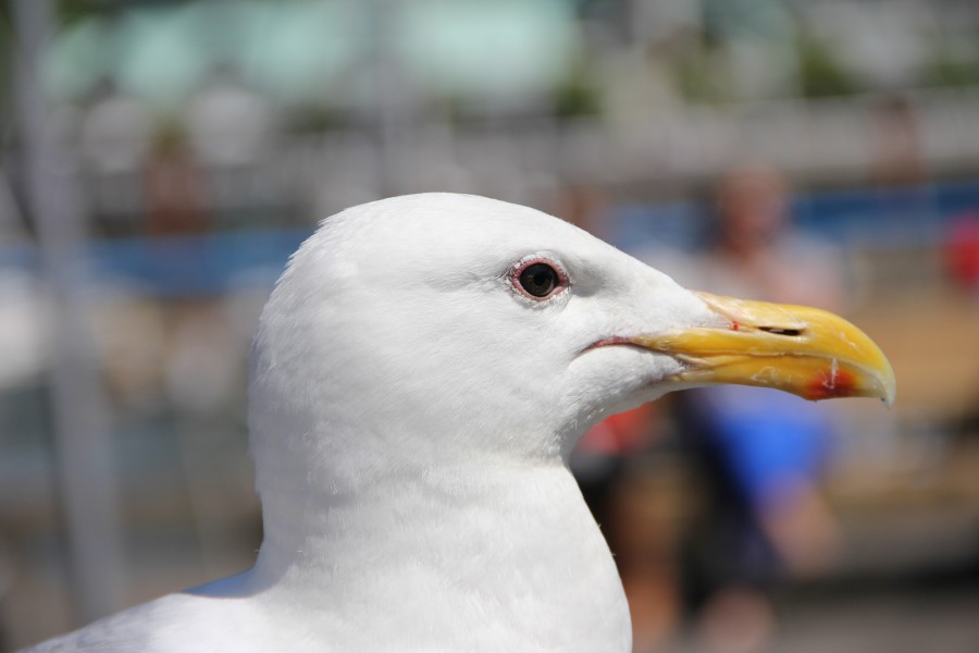 Head of seagull on Granville Island