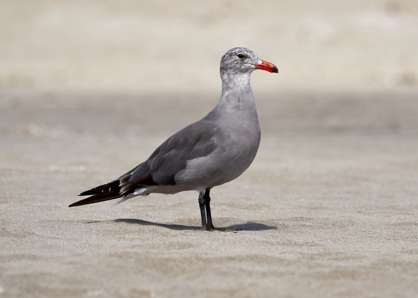 Heermann’s gull at Stinson Beach