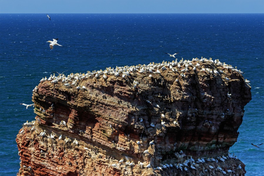 Heligoland 07-2016 photo10