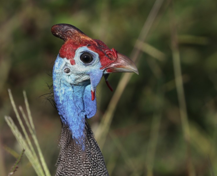 Helmeted guineafowl (Numida meleagris damarensis) head