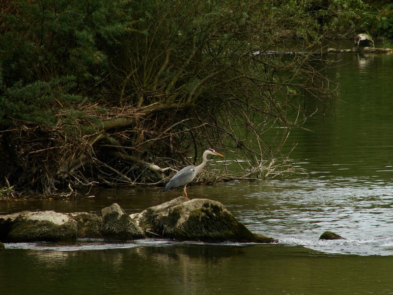 Heron-Albarine 03