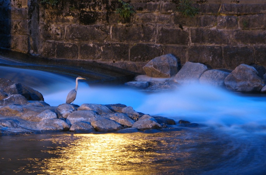 Heron by small dam