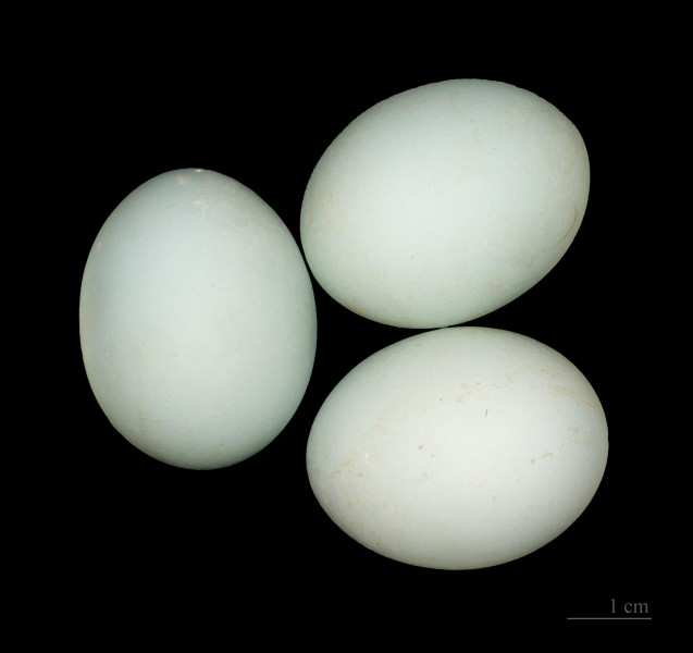 Heron crabier MHNT