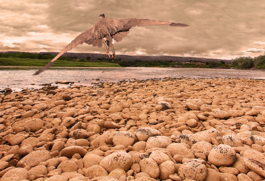 Heron Over a River (8034193481)