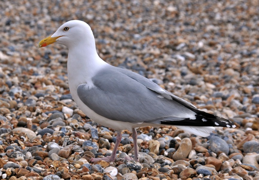 Herring Gull (Larus argentatus), Brighton, England