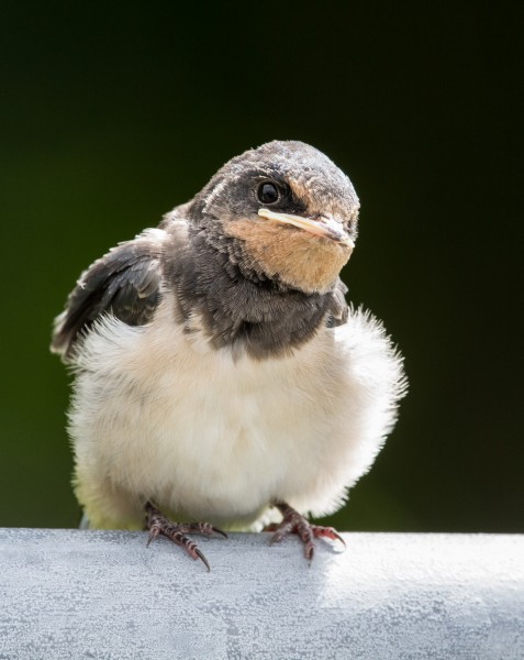Hirundo rustica gwennol ifanc