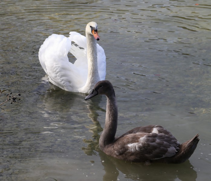 Hoeckerschwan Cygnus olor Hinterbruehler See-3