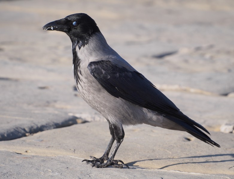 Hooded crow (Corvus cornix) at Gulf of Trieste