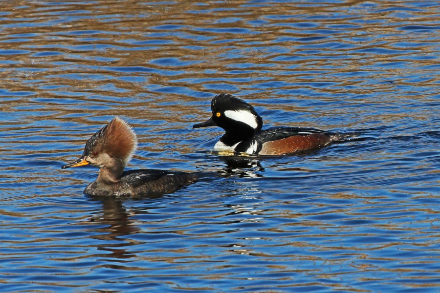 Hooded Merganser - Lophodytes cucullatus, Chincoteague National Wildlife Refuge, Chincoteague, Virginia