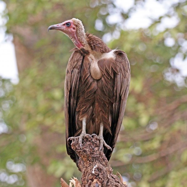 Hooded vulture (Necrosyrtes monachus)