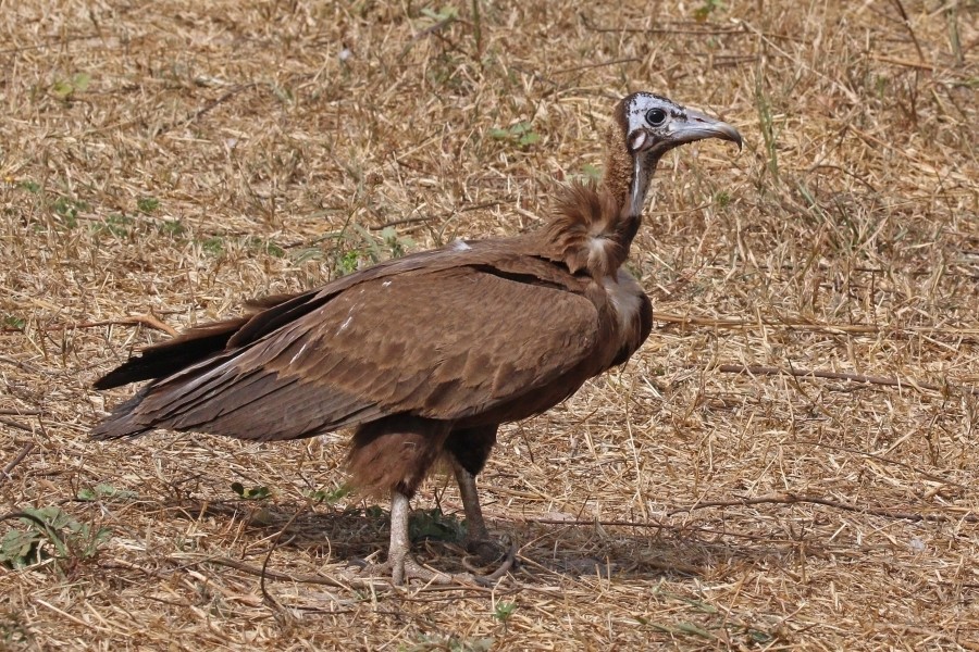 Hooded vulture (Necrosyrtes monachus) juvenile