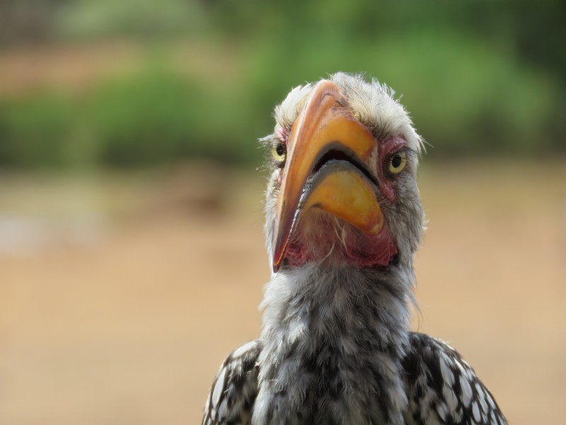 Hornbill closeup portrait