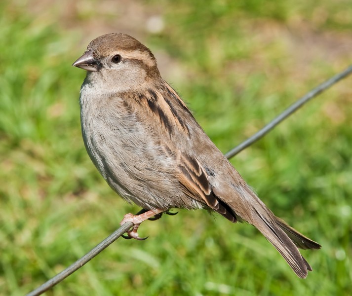 House Sparrow, England - May 09