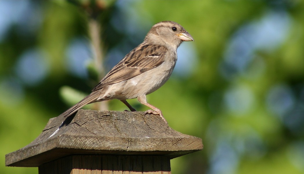 House Sparrow Female (6281)-Relic38