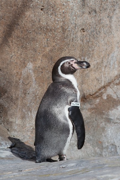 Humboldt penguin 5072