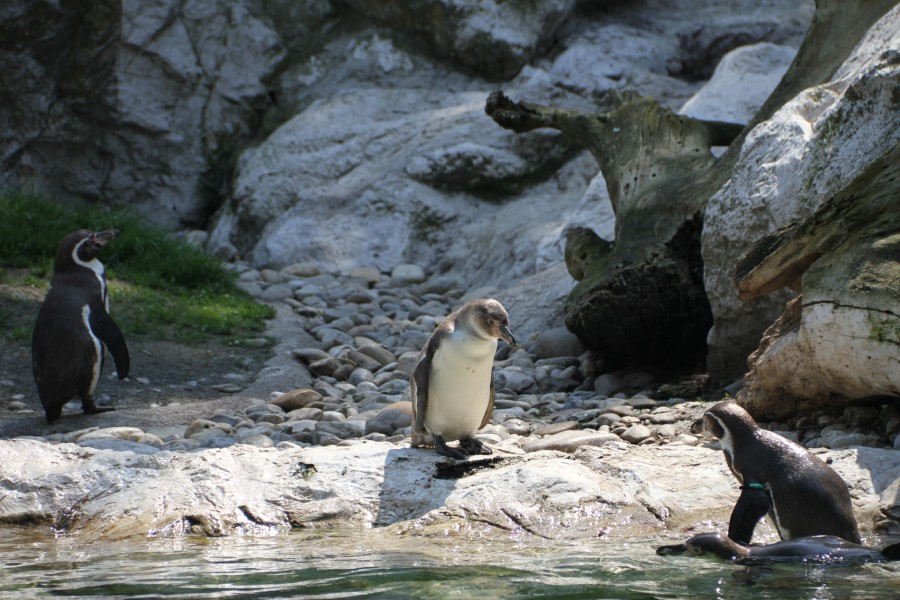 Humboldt penguins in Tiergarten Schoenbrunn 1