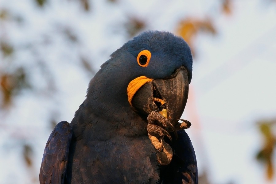 Hyacinth macaw (Anodorhynchus hyacinthinus) head