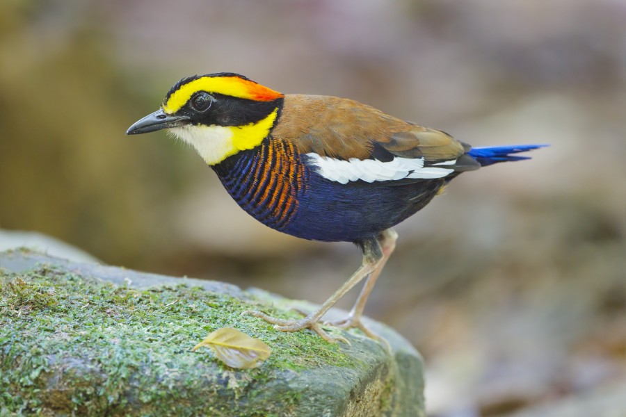 Hydrornis irena - Sri Phang Nga