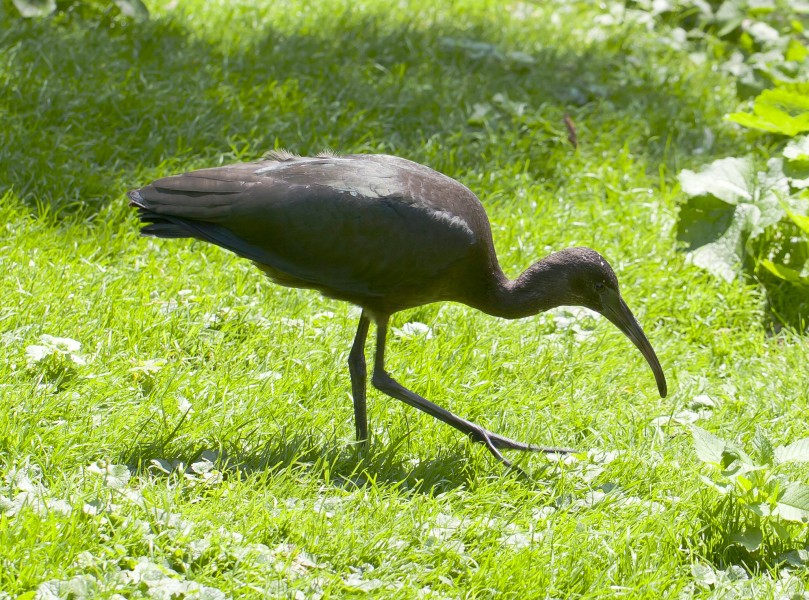 Ibis escarlata (Eudocimus ruber), Tierpark Hellabrunn, Múnich, Alemania, 2012-06-17, DD 02