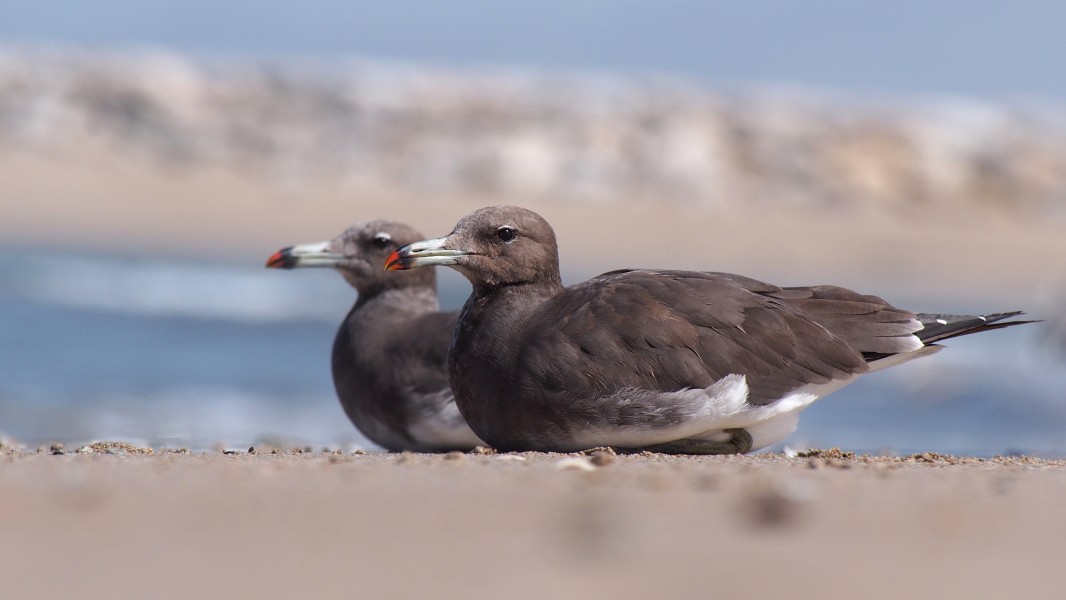 Ichthyaetus hemprichii juveniles