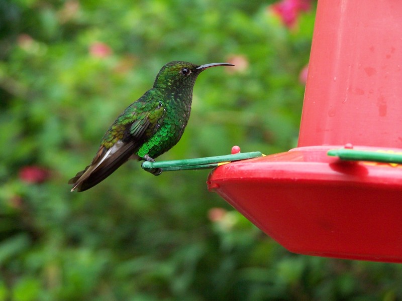 Image-Costa-rica-colibri-humming-bird