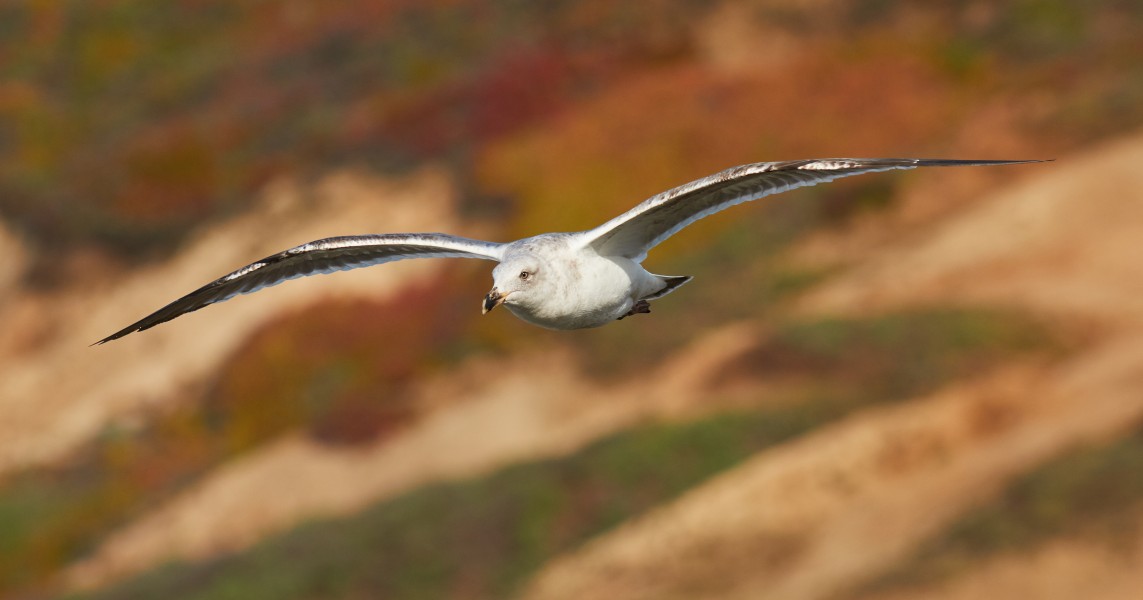 Immature western gull in flight (Bodega Head)