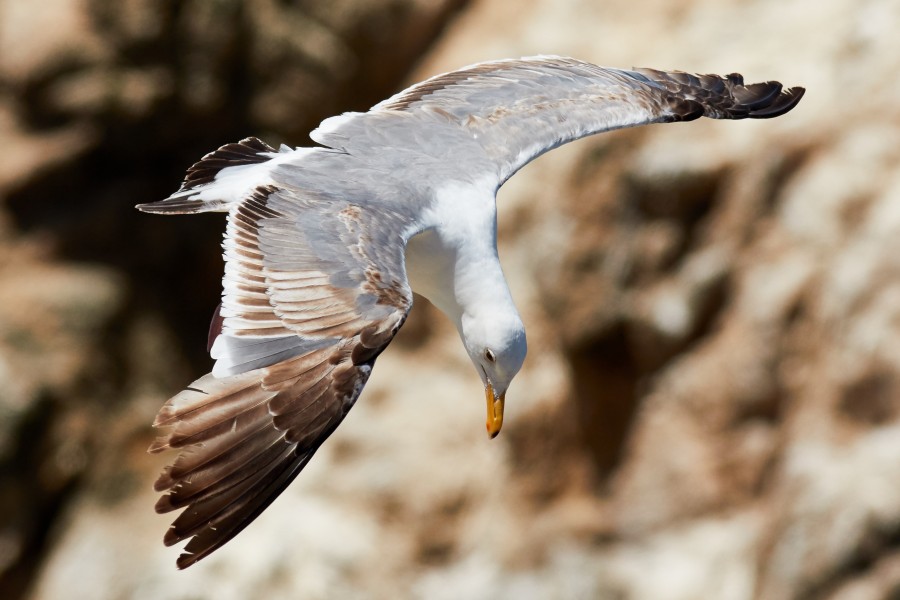 Immature Western Gull in flight at Bodega Head