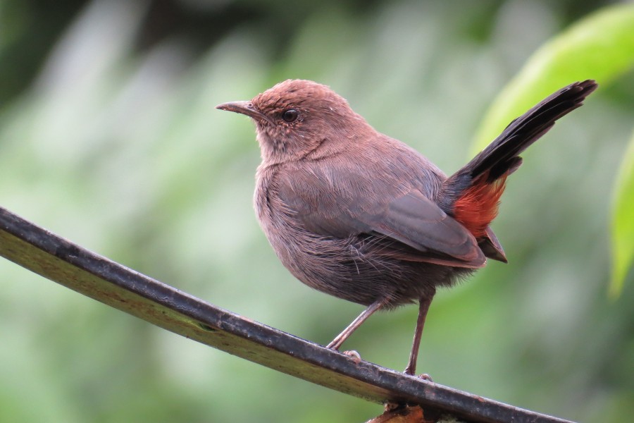 Indian Robin Saxicoloides fulicata