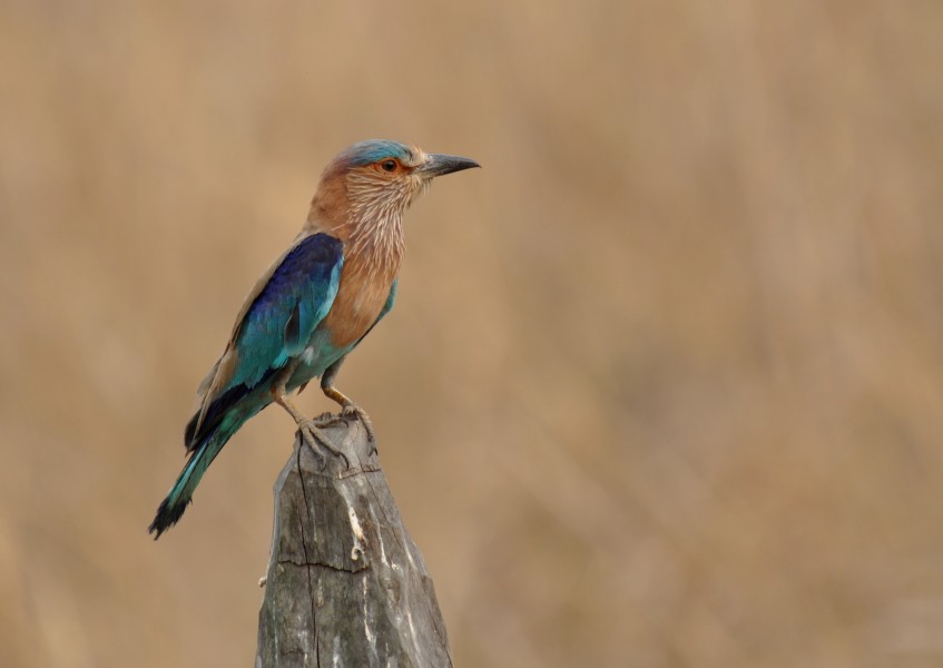 IndianRoller DSC 0202