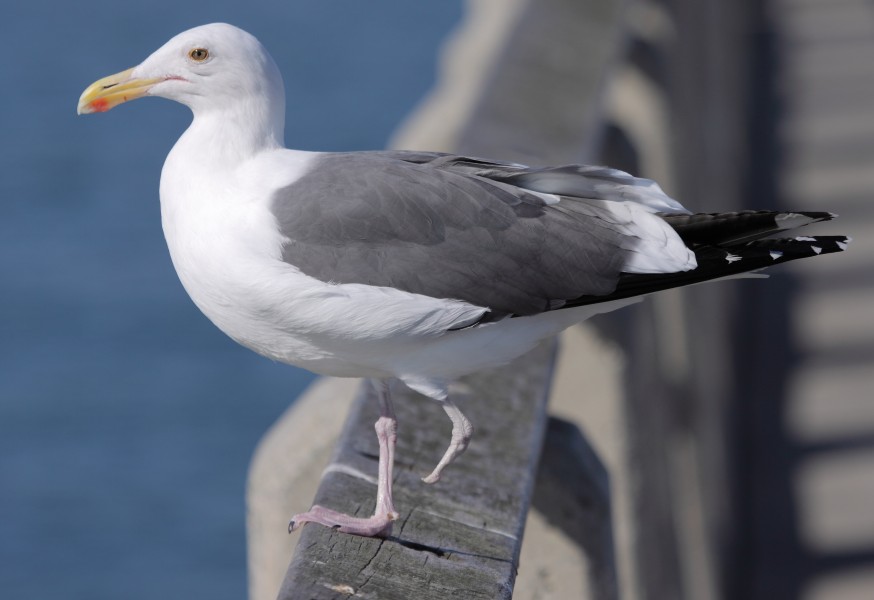 Injured Larus occidentalis