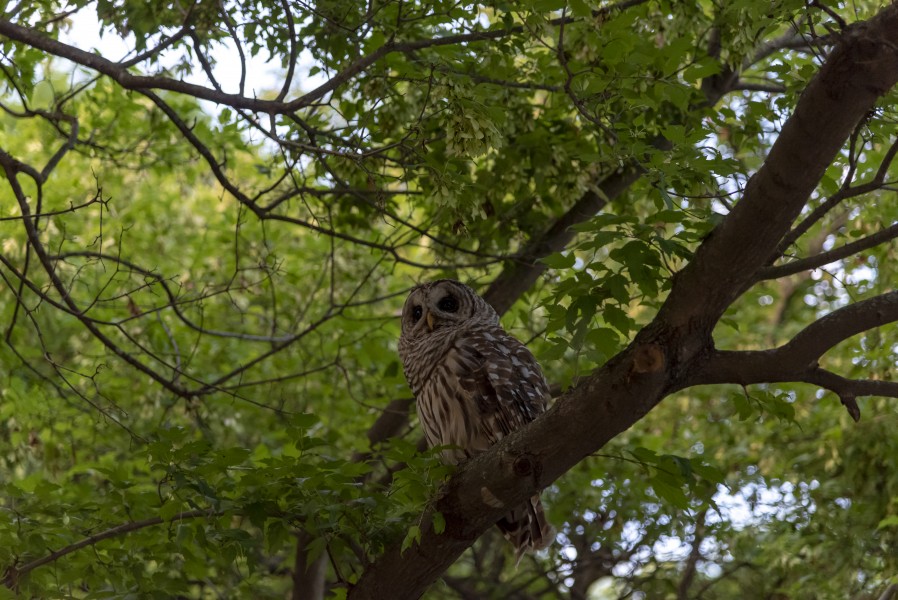 Innis Woods - Barred Owl 3