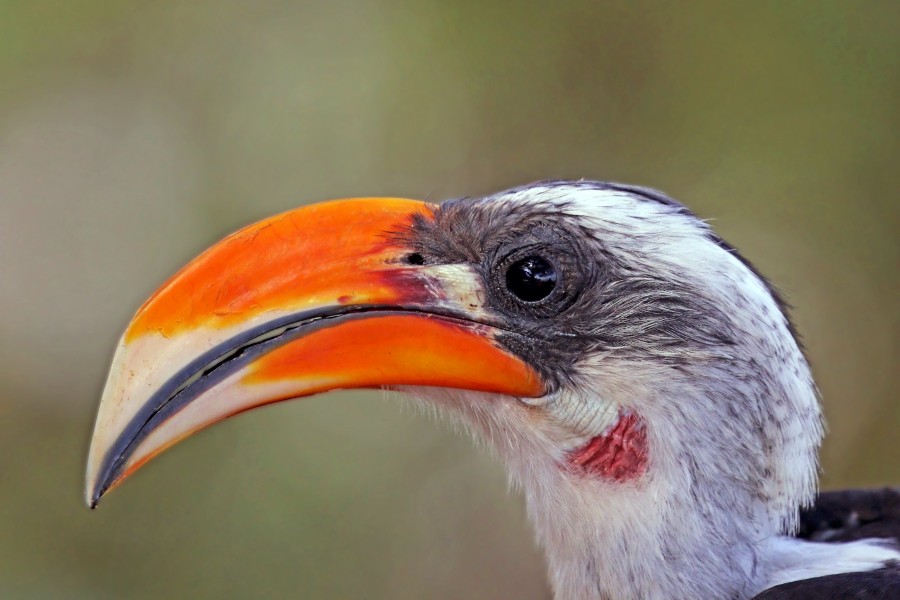 Jackson's hornbill (Tockus jacksoni) male head