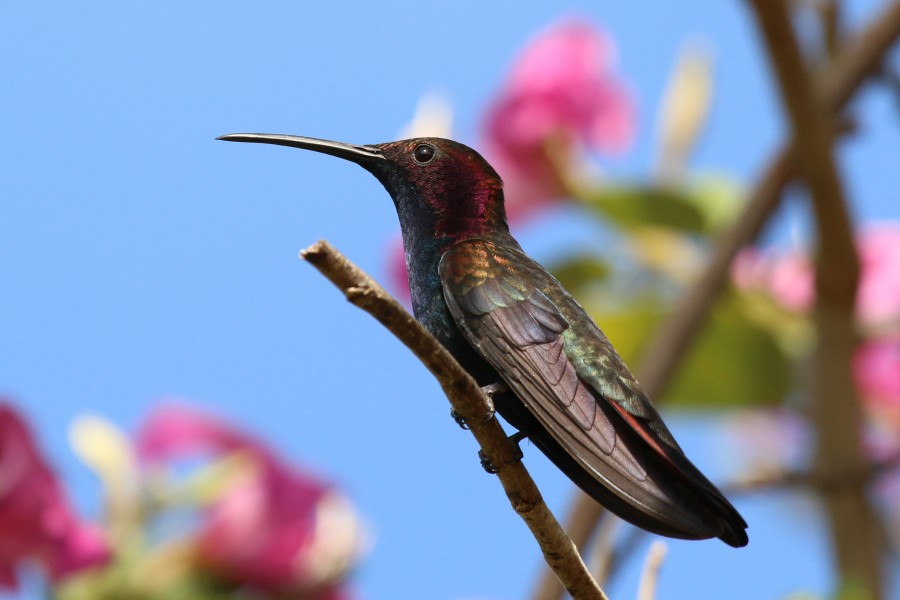 Jamaican mango (Anthracothorax mango) male