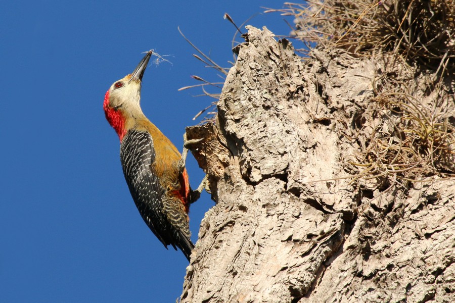 Jamaican woodpecker (Melanerpes radiolatus) male