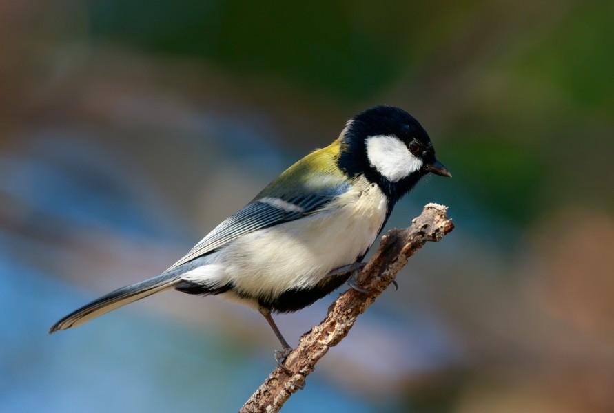 Japanese tit in Suita, Osaka, November 2016 - 683