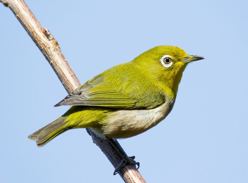 Japanese white-eye at Tennōji Park in Osaka, January 2016 II
