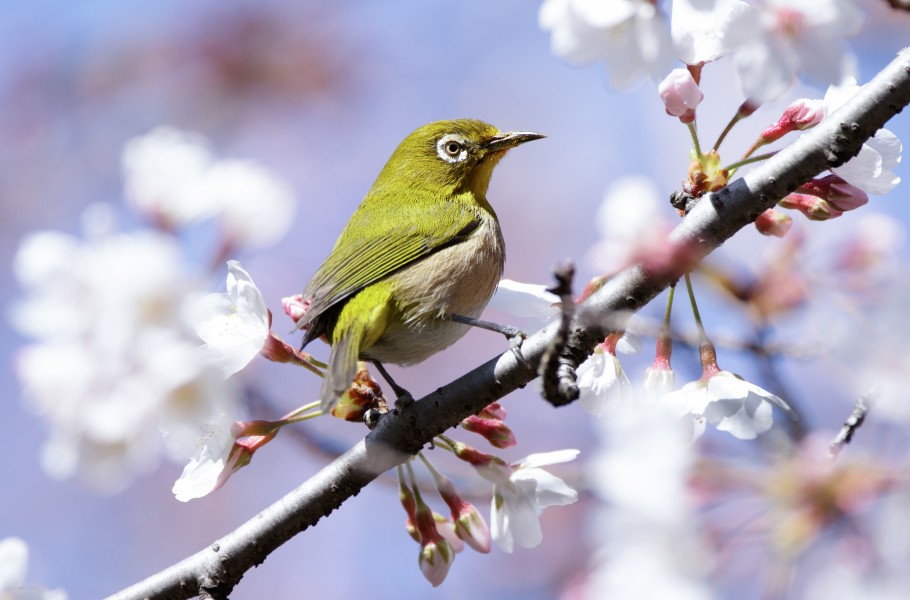 Japanese white-eye at Tennōji Park in Osaka, March 2016