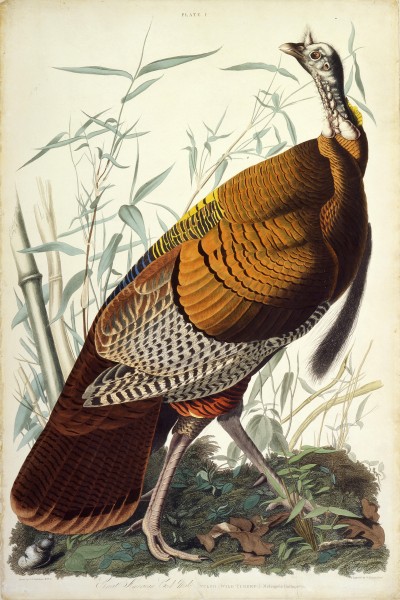 John James Audubon - Great American Cock (Wild Turkey)