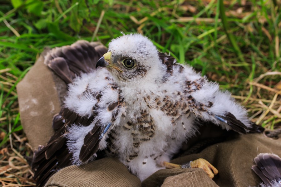 Jonge sperwer (Accipiter nisus) is geringd. Locatie, Natuurterrein De Famberhorst 03