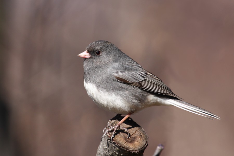 Junco hyemalis hyemalis CT1