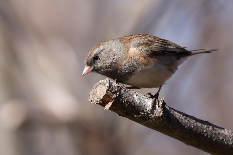 Junco hyemalis hyemalis CT2