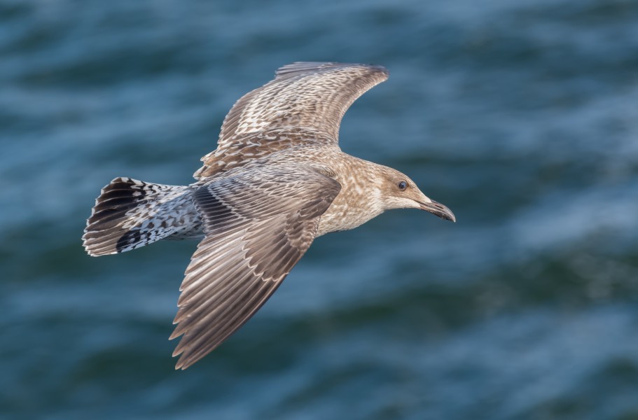 Junge Silbermöwe im Flug bei Texel 02 2014