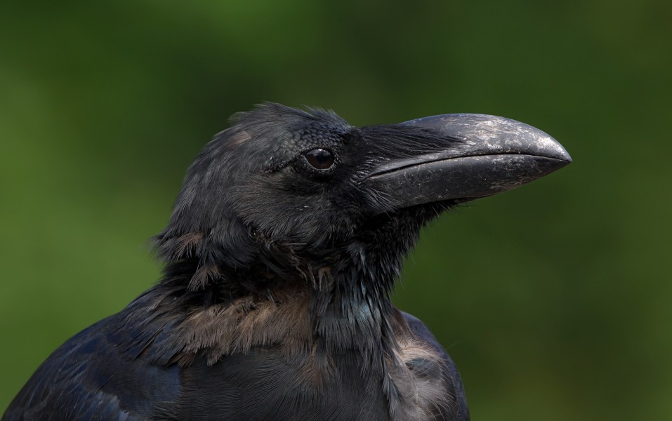 Jungle crow (Close-up of the head area), Tennōji Park, Osaka II