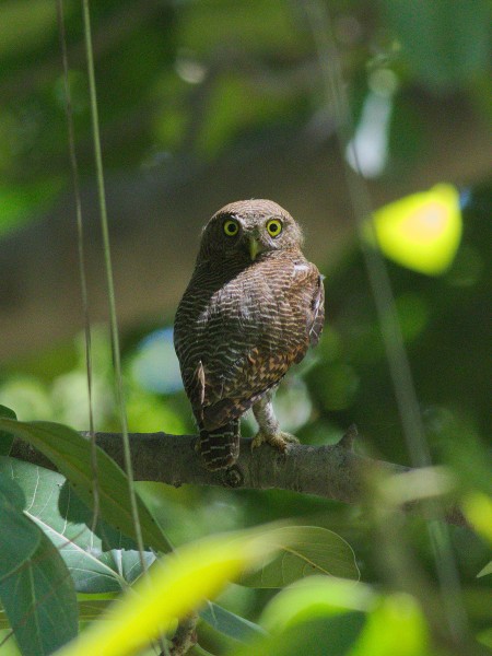 Jungle owlet